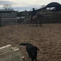 Horse with jumping talent