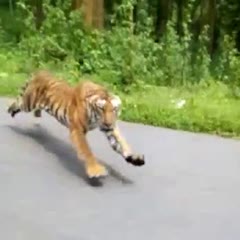 Tiger chase down bikers