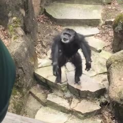 It Got Grandma!: Chimp at Zoo Throws Poo in Grandma's Face!