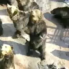 Bears asking for food in a zoo