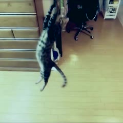けしからん猫の垂直跳びには敵わない。 NOTHING CAN RIVAL THE JUMPING CAT!