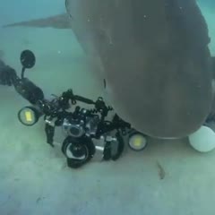 Shark Takes Camera