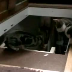 Kitten Gets Thrown Down a Loft Ladder