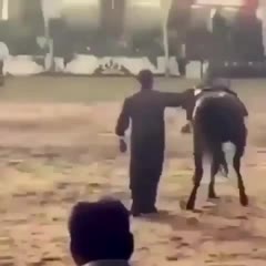 Dancing with your horse
