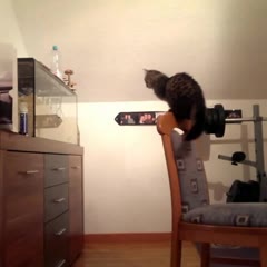 Cat jumping against aquarium - Funny cat jump fail