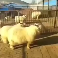 This is goat fu fighting !