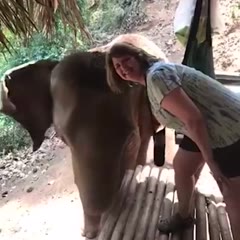 Elephant headbutts woman