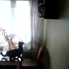 Cat Falls the Jump