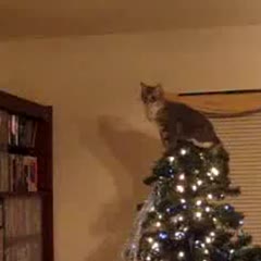 Christmas Tree Leap of Faith