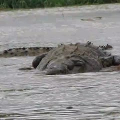 Man Almost Gets Attacked By Crocodile