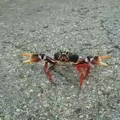 Crab Attacks Man's Nose