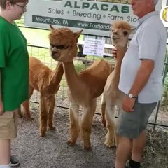 The coolest alpaca you'll ever see 😎
