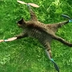 Dead cat turned into remote controlled helicopter by Dutch artist