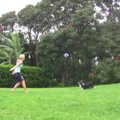 My dog plays better Volleyball than you!