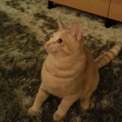 Spastic cat loses mind watching twirling toy