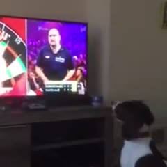 Have you ever seen a dog that chases after darts when they are thrown on TV !