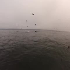 Whales almost eat Divers