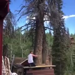 Professional lumberjack
