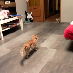 Котенок смешно прыгает (Kitten jumps funny)